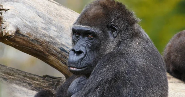 Gorilas Orientales Gorilas Graueri Retrato Hombre — Foto de Stock