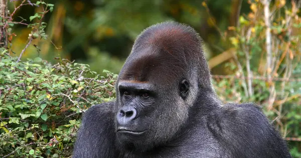 Gorilas Orientales Gorilas Graueri Retrato Hombre — Foto de Stock
