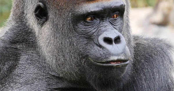 Östlicher Flachlandgorilla Gorilla Gorilla Graueri Portrait Von Männchen — Stockfoto