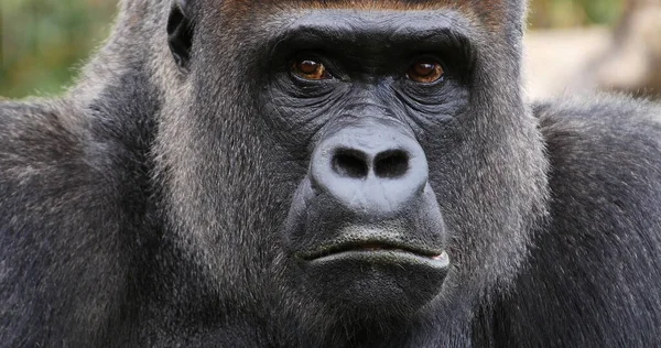 Östra Lowland Gorilla Gorilla Gorilla Graueri Porträtt Man — Stockfoto