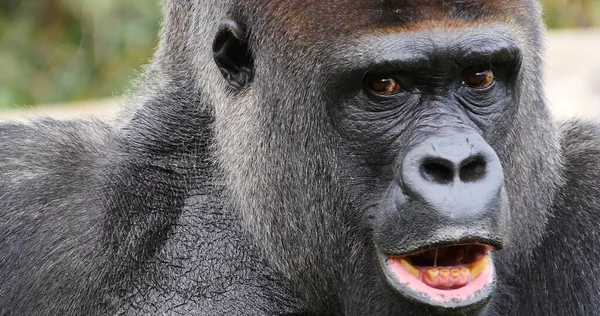 Východní Nížinná Gorila Gorila Gorila Graueri Portrét Muže — Stock fotografie
