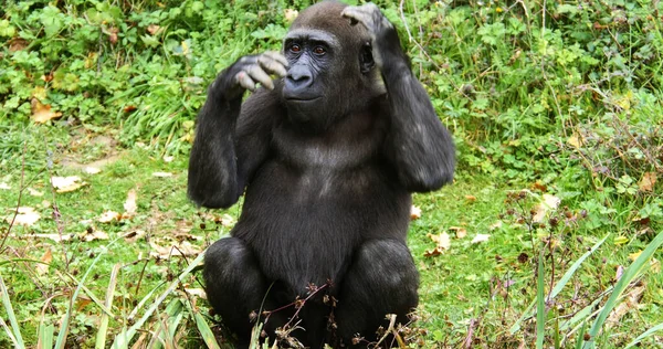 Östlicher Flachlandgorilla Gorilla Gorilla Graueri Weibchen Sitzend — Stockfoto