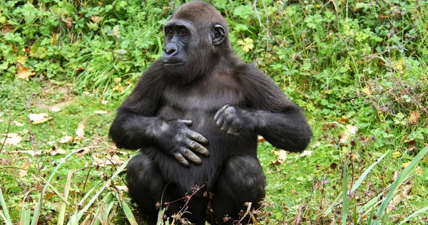 Eastern Lowland Gorilla Gorilla Gorilla Graueri Mujer Sentada — Foto de Stock