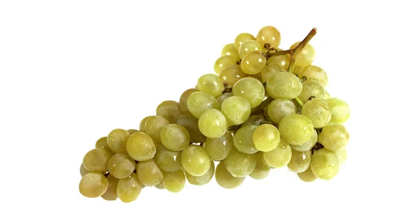Chasselas White Grape Vitis Vinifera Tegen Witte Achtergrond — Stockfoto