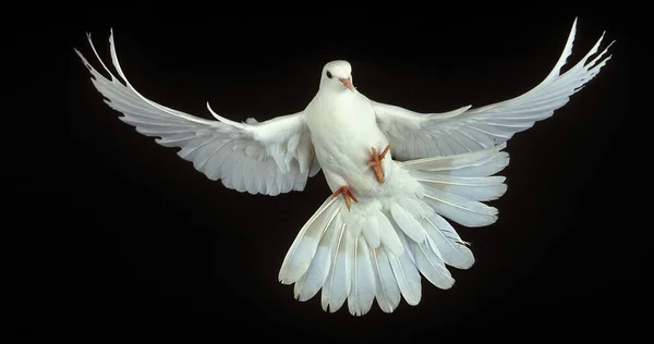Λευκό Περιστέρι Columba Livia Ενηλίκων Στην Πτήση Κατά Του Μαύρου — Φωτογραφία Αρχείου
