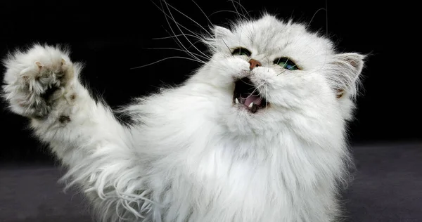 Chinchilla Perski Kot Domowy Portret Dorosłego Zielonymi Oczami Agresywna Postawa — Zdjęcie stockowe