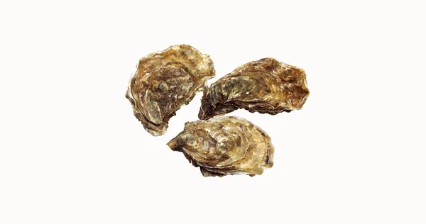 French Oyster Called Marennes Oleron Fresh Seafood White Background — Stock Photo, Image