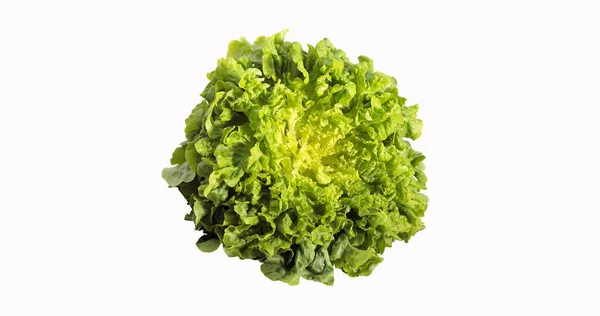 Franse Salade Genaamd Corne Cerf Lactuca Sativa — Stockfoto