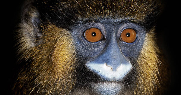 Moustached Monkey or Mustached Monkey, cercopithecus cephus, Portrait of Adult