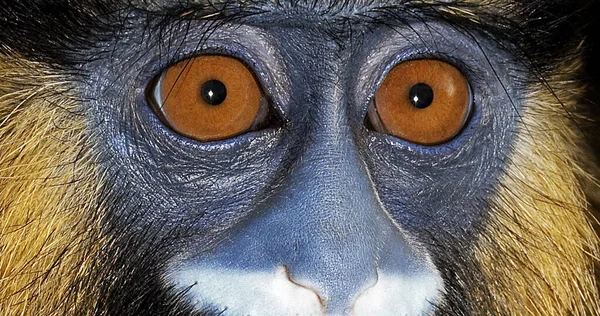 Moustached Monkey Mustached Monkey Cercopithecus Cephus Portrait Adult — Stock Photo, Image