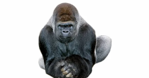 Doğu Ovası Gorili Goril Graueri Erkek Beyaz Arkaplan Karşı — Stok fotoğraf