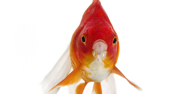 Ryukin Goldfish Carassius Auratus Adult White Background — Stockfoto