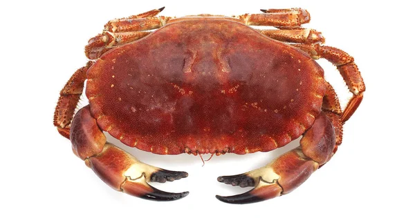 Crabe Comestible Cancer Pagurus Sur Fond Blanc — Photo