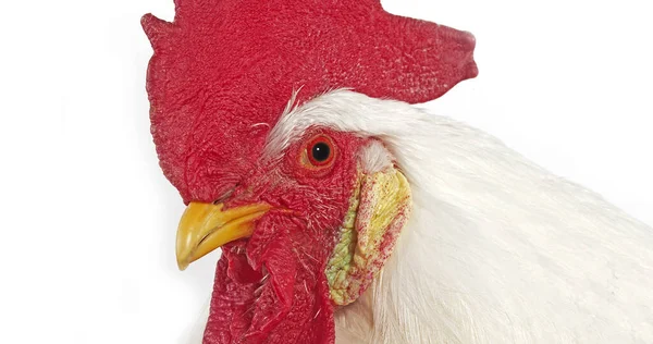 Leghorn Domestic Chicken Portrait Cockerel White Background — Stock Photo, Image