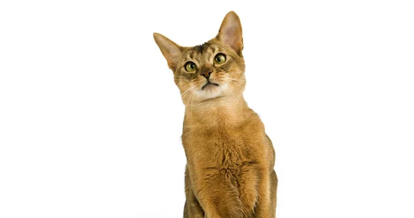 Habešská Domácí Kočka Portrét Dospělého Bílém Pozadí — Stock fotografie
