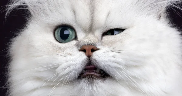 Chinchilla Persian Domestic Cat Portrait Adult Green Eyes — Stock Photo, Image
