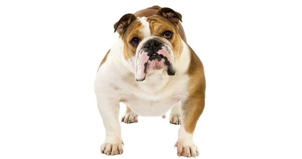 Bulldog Inglês Femino Contra Volta Branco — Fotografia de Stock