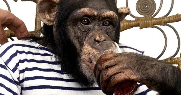 Schimpanse Pan Troglodytes Dressiertes Tier Mit Menschenkleidung — Stockfoto