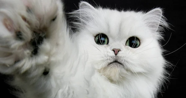 Chinchilla Persisk Inhemska Katt Porträtt Vuxen Med Gröna Ögon — Stockfoto
