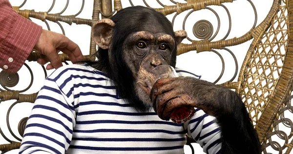 Chimpanzee, pan troglodytes, Trained Animal with Man Clothes