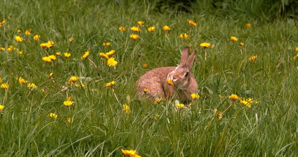 Coniglio Europeo Coniglio Selvatico Oryctolagus Cuniculus Passeggiata Degli Adulti Attraverso — Foto Stock