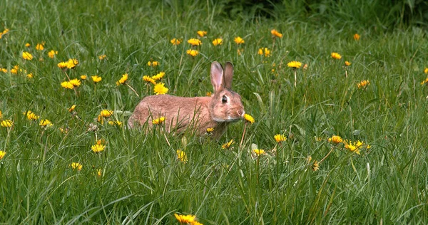 Conejo Europeo Conejo Salvaje Oryctolagus Cuniculus Adulto Caminando Través Flores —  Fotos de Stock