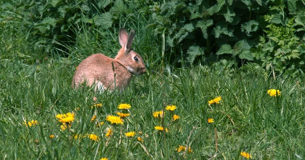 Conejo Europeo Conejo Salvaje Oryctolagus Cuniculus Adulto Caminando Través Flores — Foto de Stock