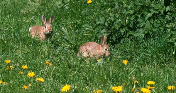 Conejo Europeo Conejo Salvaje Oryctolagus Cuniculus Adulto Caminando Través Flores — Foto de Stock