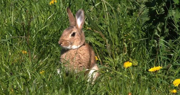 ヨーロッパのウサギやワイルドウサギ オリクタゴラス 花の間で成長する大人のノルマンディ — ストック写真