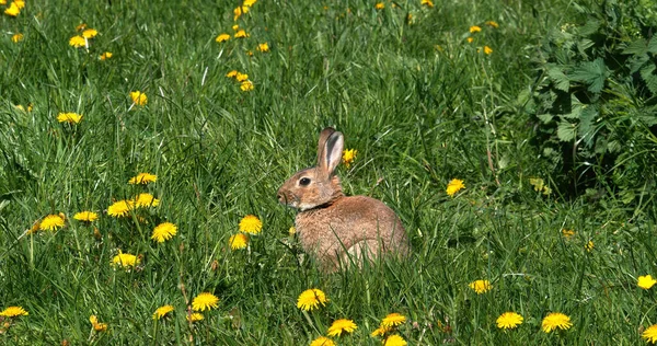 Conejo Europeo Conejo Silvestre Oryctolagus Cuniculus Aseo Adulto Entre Flores — Foto de Stock
