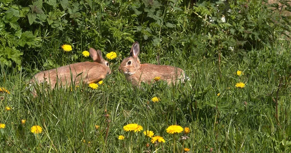 European Rabbit or Wild Rabbit, oryctolagus cuniculus, Adult Grooming among Flowers, Normandy