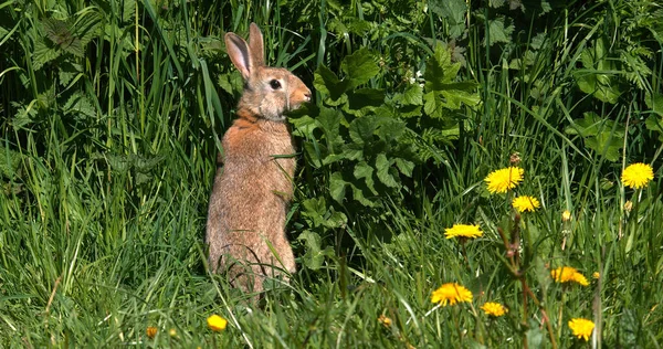 European Rabbit Wild Rabbit Oryctolagus Cuniculus Adult Grooming Flowers Normandy — Stock Photo, Image