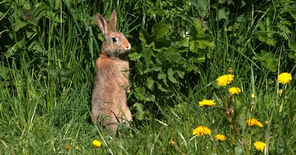 European Rabbit Wild Rabbit Oryctolagus Cuniculus Adult Grooming Flowers Normandie — Stock fotografie