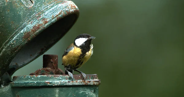 Great Tit Parus Major Adult Flight Feeding Chicks Nest Standing — Stok fotoğraf