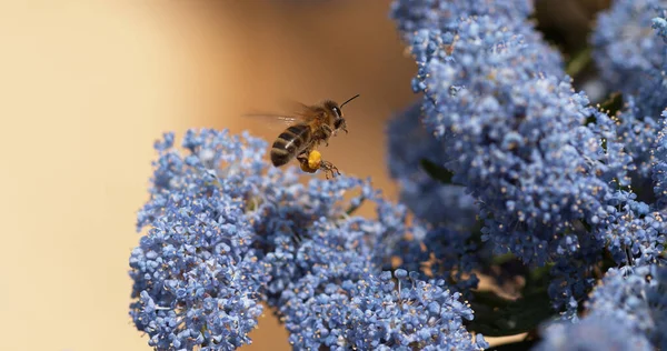 Honey Bee Apis Mellifera Adult Flight Flying Flower Pollen Baskets — Stock Photo, Image