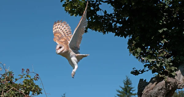 Ahır Baykuşu, Tyto Alba, Uçan Yetişkin, Normandiya