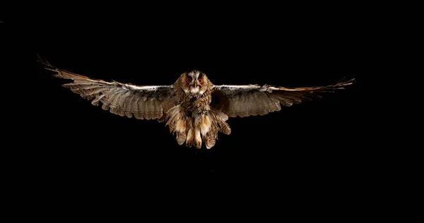 Owl Urechi Lungi Otus Adult Flight Normandia Franța — Fotografie, imagine de stoc