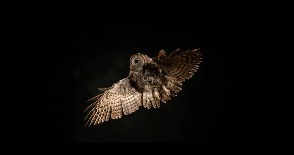 Avrasya Baykuşu Strix Aluco Yetişkin Uçuşu Normandiya — Stok fotoğraf