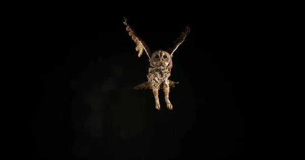 Eurazjatycka Sowa Tawny Strix Aluco Dorosły Locie Normandia — Zdjęcie stockowe