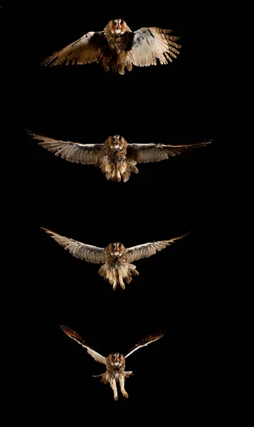Long Eared Owl Asio Otus Vuxen Flight Normandie Frankrike — Stockfoto