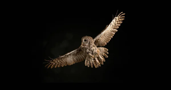 stock image Eurasian Tawny Owl, strix aluco, Adult in Flight, Normandy
