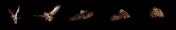 Eurasian Tawny Owl Strix Aluco Adult Flight Normandie — Stock fotografie