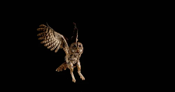 Eurasian Tahny Owl Strix Aluco ใหญ ในเท ยวบ นอร — ภาพถ่ายสต็อก