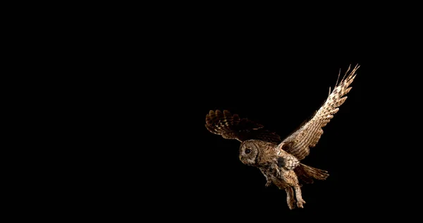Eurasisk Tawny Ugle Strix Aluco Voksen Fly Normandiet - Stock-foto