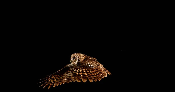 Eurasian Tawny Owl Strix Aluco Adult Flight Normandy — Stock Photo, Image