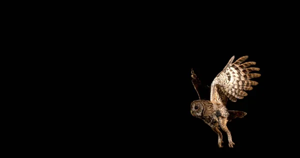 Eurazjatycka Sowa Tawny Strix Aluco Dorosły Locie Normandia — Zdjęcie stockowe