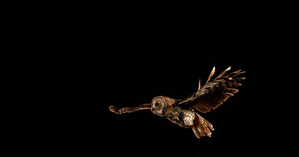 欧亚Tawny Owl Strix Aluco Adult Flight Normandy — 图库照片