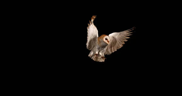 Barn Owl Tyto Alba Ενηλίκων Στην Πτήση Νορμανδία — Φωτογραφία Αρχείου