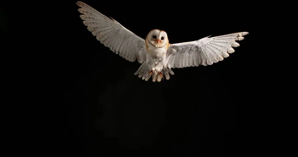 Barn Owl Tyto Alba Adult Flight Normandy — Stock Photo, Image