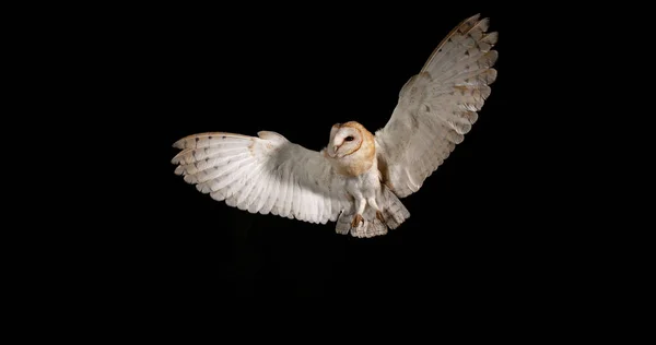 Barn Owl Tyto Alba Adult Flight Normandy — 图库照片